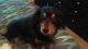 Dachshund Puppies for sale in Pueblo, CO, USA. price: NA