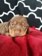 Dachshund Puppies for sale in Berkeley, CA, USA. price: NA