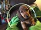 Dachshund Puppies for sale in Berkeley, CA, USA. price: NA