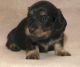 Dachshund Puppies for sale in Newark, NJ, USA. price: NA