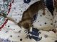Dachshund Puppies for sale in Birmingham, AL, USA. price: $900