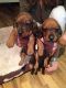 Dachshund Puppies for sale in Montgomery, AL, USA. price: NA