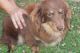Dachshund Puppies for sale in Dahlonega, GA 30533, USA. price: NA