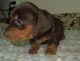 Dachshund Puppies for sale in Dahlonega, GA 30533, USA. price: $400