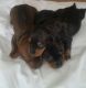Dachshund Puppies for sale in Alexandria, LA, USA. price: NA