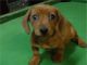 Dachshund Puppies for sale in Carlsbad, CA, USA. price: NA
