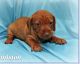 Dachshund Puppies for sale in Detroit, MI, USA. price: $500