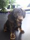 Dachshund Puppies for sale in Barnesville, GA 30204, USA. price: $500