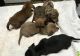 Dachshund Puppies for sale in Columbus, OH, USA. price: $500
