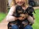 Dachshund Puppies for sale in El Paso, TX, USA. price: NA