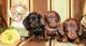 Dachshund Puppies for sale in San Jose, CA, USA. price: NA