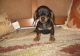 Dachshund Puppies for sale in East Los Angeles, CA, USA. price: NA