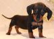 Dachshund Puppies for sale in Rochester, NY, USA. price: NA