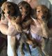 Dachshund Puppies for sale in Compton, CA, USA. price: NA
