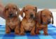 Dachshund Puppies for sale in Huntsville, AL, USA. price: NA