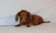 Dachshund Puppies for sale in Aptos, CA 95003, USA. price: NA