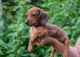 Dachshund Puppies for sale in Reno, NV, USA. price: NA