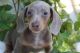 Dachshund Puppies for sale in Ducor, CA 93218, USA. price: $500