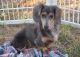 Dachshund Puppies for sale in Burbank, CA, USA. price: NA