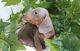 Dachshund Puppies for sale in Baywood-Los Osos, CA 93402, USA. price: $500