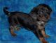 Dachshund Puppies for sale in San Diego, CA, USA. price: $250