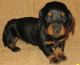 Dachshund Puppies for sale in San Diego, CA, USA. price: NA