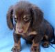 Dachshund Puppies for sale in Milwaukee, WI, USA. price: NA