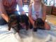 Dachshund Puppies for sale in Antioch, CA, USA. price: NA