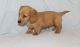 Dachshund Puppies for sale in Akeley, MN 56433, USA. price: NA