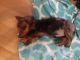 Dachshund Puppies for sale in Uhrichsville, OH 44683, USA. price: $700