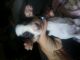 Dachshund Puppies for sale in Uhrichsville, OH 44683, USA. price: $600