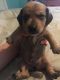 Dachshund Puppies for sale in Lehigh Acres, FL, USA. price: $550