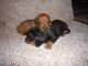Dachshund Puppies for sale in Buffalo, NY, USA. price: $650