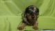 Dachshund Puppies for sale in Asheville, NC, USA. price: NA