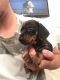 Dachshund Puppies for sale in Columbus, OH, USA. price: NA