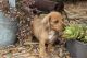 Dachshund Puppies for sale in Wauseon, OH 43567, USA. price: NA