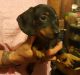 Dachshund Puppies for sale in Jackson, GA 30233, USA. price: NA