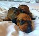 Dachshund Puppies for sale in Minnesota St, St Paul, MN 55101, USA. price: NA
