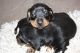 Dachshund Puppies for sale in NJ-38, Cherry Hill, NJ 08002, USA. price: NA