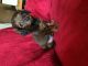 Dachshund Puppies for sale in Morrow, GA 30260, USA. price: NA