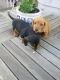 Dachshund Puppies for sale in Waco, TX, USA. price: NA