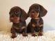 Dachshund Puppies for sale in CA-111, Niland, CA 92257, USA. price: NA