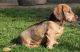 Dachshund Puppies for sale in College Park, MD 20740, USA. price: NA