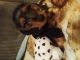 Dachshund Puppies for sale in Uhrichsville, OH 44683, USA. price: $525
