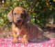 Dachshund Puppies for sale in Mendon, IL 62351, USA. price: NA