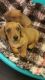 Dachshund Puppies for sale in Washington, DC, USA. price: $475