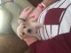 Dachshund Puppies for sale in London, KY, USA. price: NA