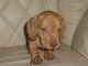 Dachshund Puppies for sale in Indianapolis, IN 46259, USA. price: NA