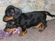 Dachshund Puppies for sale in California Oaks Rd, Murrieta, CA 92562, USA. price: NA
