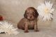Dachshund Puppies for sale in Shingle Springs, CA 95682, USA. price: NA